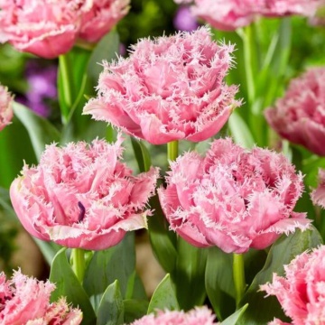 Lalele Cairns (Tulips Cairns), bulbi lalele, flori roz