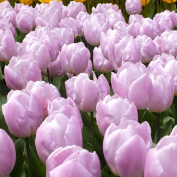 Lalele Candy Prince (Tulips Candy Prince), bulbi lalele, flori mov - Img 2