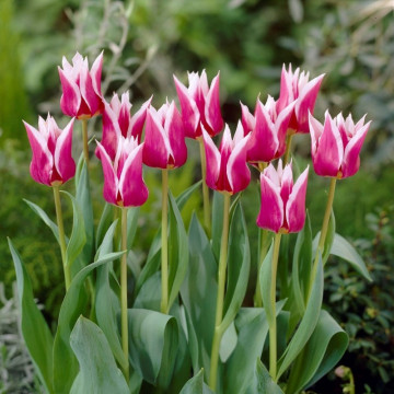 Lalele Claudia (Tulips Claudia), bulbi lalele, flori alb, rosu - Img 2