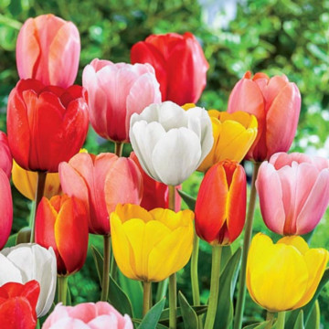 Lalele Darwin Hybriden mix (Tulips Darwin Hybriden mix), bulbi lalele, flori multicolor