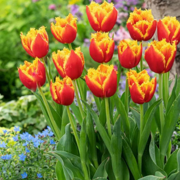 Lalele Davenport (Tulips Davenport), bulbi lalele, flori galben, rosu - Img 2