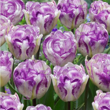 Lalele Double Shirley (Tulips Double Shirley), bulbi lalele, flori alb, roz - Img 3