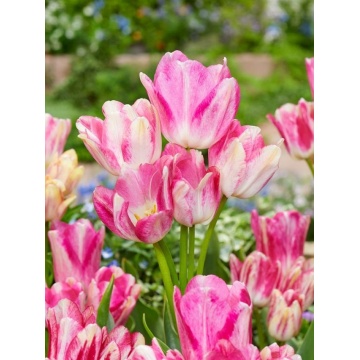 Lalele Dream Club (Tulips Dream Club)