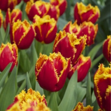Lalele Fabio (Tulips Fabio), bulbi lalele, flori rosu - Img 2