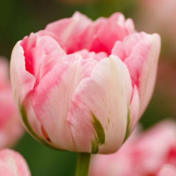 Lalele Finola (Tulips Finola), bulbi lalele, flori alb, roz - Img 3
