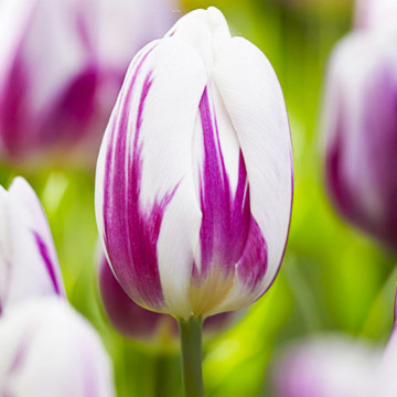 Lalele Flaming Flag (Tulips Flaming Flag), bulbi lalele, flori alb, mov