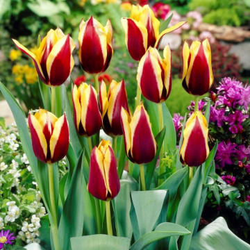 Lalele Gavota (Tulips Gavota), bulbi lalele, flori galbene, rosu - Img 2