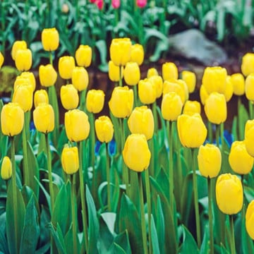 Lalele Golden Apeldoorn (Tulips Golden Apeldoorn), bulbi lalele, flori galbene - Img 2