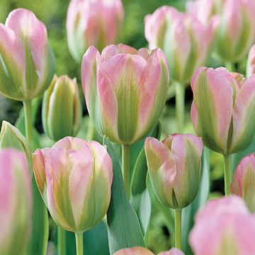 Lalele Groenland (Tulips Groenland), bulbi lalele, flori roz, verde - Img 3