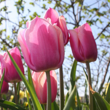 Lalele Holland Beauty (Tulips Holland Beauty), bulbi lalele, flori roz