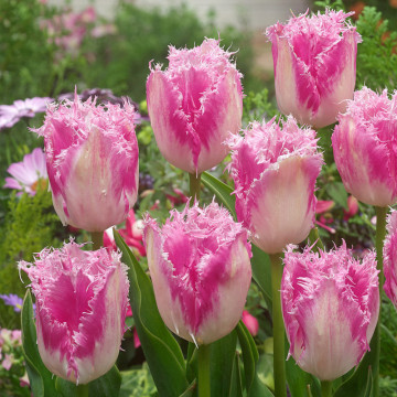 Lalele Huis Ten Bosch (Tulips Huis Ten Bosch), bulbi lalele, flori alb, roz - Img 2