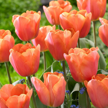 Lalele Jimmy (Tulips Jimmy), bulbi lalele, flori portocaliu - Img 2