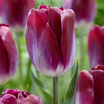 Lalele Kansas Poud (Tulips Kansas Poud), bulbi lalele, flori rosu - Img 2