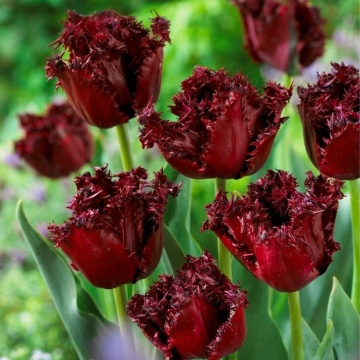Lalele Labrador (Tulips Labrador), bulbi lalele, flori mov - Img 2