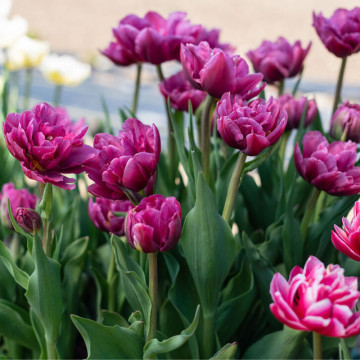 Lalele Margarita (Tulips Margarita), bulbi lalele, flori mov - Img 3