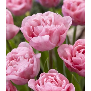 Lalele Mariage (Tulips Mariage)