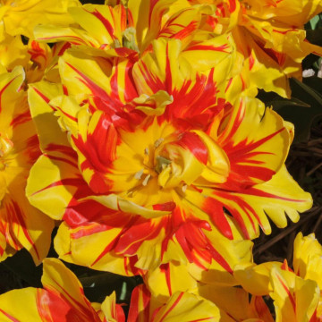 Lalele Monsella (Tulips Monsella), bulbi lalele, flori galben, rosu - Img 3
