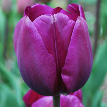 Lalele Negrita (Tulips Negrita), bulbi lalele, flori mov