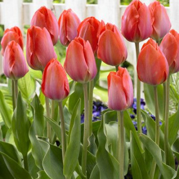 Lalele Orange Van Eijk (Tulips Orange Van Eijk), bulbi lalele, flori portocaliu