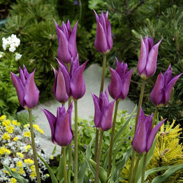 Lalele Purple dream - Img 3
