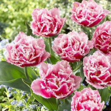 Lalele Queensland (Tulips Queensland), bulbi lalele, flori alb, rosu - Img 2