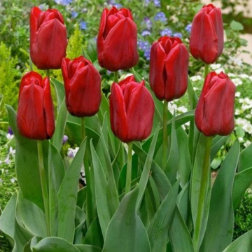 Lalele Seadov (Tulips Seadov), bulbi lalele, flori rosu - Img 2