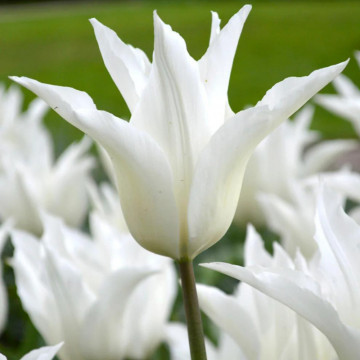 Lalele White Triumphator (Tulips White Triumphator), bulbi lalele, flori alb