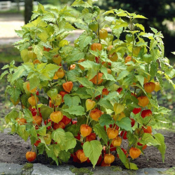Lampion chinezesc (Physalis franketii) - Img 4