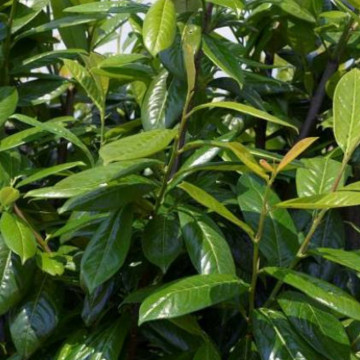 Laur englezesc (Prunus laurocerasus Novita), vesnic verde, arbust ornamental - Img 4