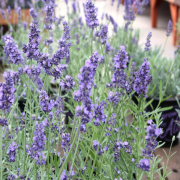 Levantica (Lavandula a Superblue), planta perena, planta melifera, planta aromatica - Img 2