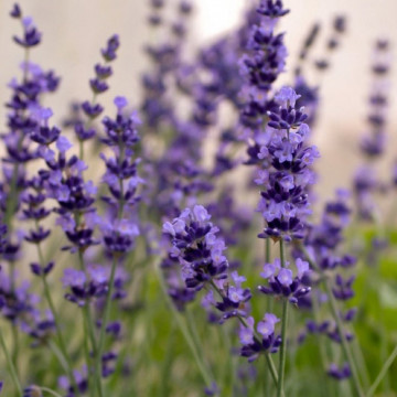 Levantica (Lavandula ang. Hidcote blue strain) ghiveci 2l, planta perena, planta melifera, planta aromatica - Img 1