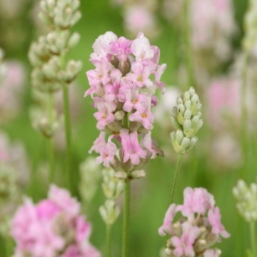 Levantica roz (Lavandula ang. Rosea), planta perena, planta aromatica, planta parfumata - Img 2