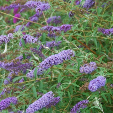 Liliac de vara albastru (Buddleja dav. Empire Blue) ghiveci 2 l, planta gard viu, arbust ornamental, planta melifera - Img 3