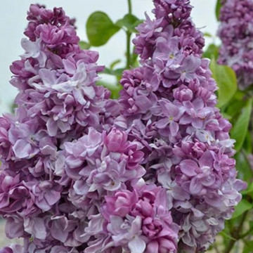 Liliac frantuzesc (Syringa vulg. Katherine Havemeyer), arbust ornamental, planta melifera, planta parfumata