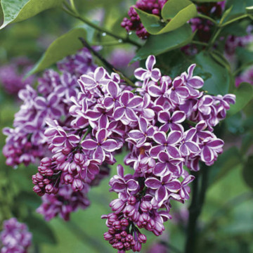 Liliac mov cu alb (Syringa vulg. Sensation), arbust ornamental, planta melifera, planta parfumata - Img 3