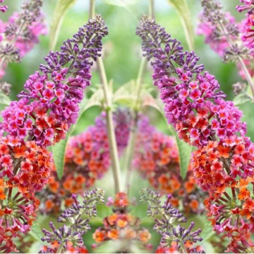 Liliac multicolor (Buddleja dav. Flower Power) ghiveci 3 l, planta gard viu, arbust ornamental, gradina japoneza - Img 2