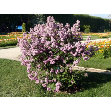 Liliac transilvania (Syringa josikea) 80-100 cm, arbust ornamental, planta melifera, planta parfumata - Img 2