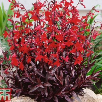 Lobelie (Lobelia fulgens Queen Victoria)