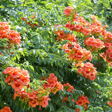 Luleaua turcului (Campsis radicans) ghiveci 2l, planta gard viu, planta cataratoare, flori portocaliu, rosu - Img 4