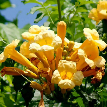 Luleaua turcului galbena (Campsis rad. 'Flava'), planta cataratoare, flori galbene