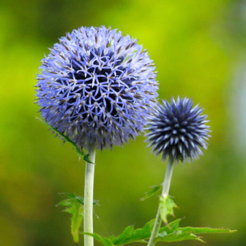 Maciuca ciobanului (Echinops bannaticus Blue Globe), planta perena