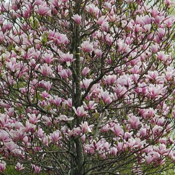 Magnolia mirositoare (Magnolia Heaven Scent), planta ornamentala, planta parfumata, flori roz - Img 4