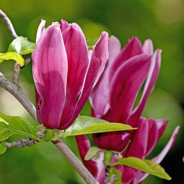 Magnolia mov (Magnolia liliflora Nigra) ghiveci 2 l