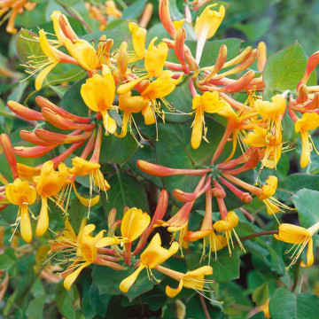 Mana Maicii Domnului galbena (Lonicera tellmanniana), planta gard viu, planta cataratoare, planta parfumata - Img 3