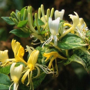Mana Maicii Domnului (Lonicera jap. Aureoreticulata) ghiveci, planta gard viu, planta cataratoare, planta parfumata