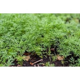 Marar (Anethum graveolens) ghiveci