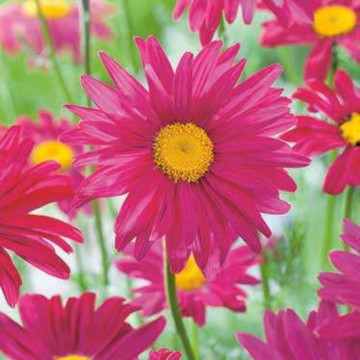 Margarete rosii (Tanacetum Robins red), planta cu flori, flori rosu