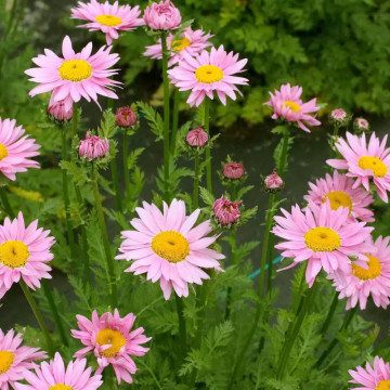 Margarete roz (Tanacetum Robinsons rose), planta ornamentala, flori galben, roz - Img 3