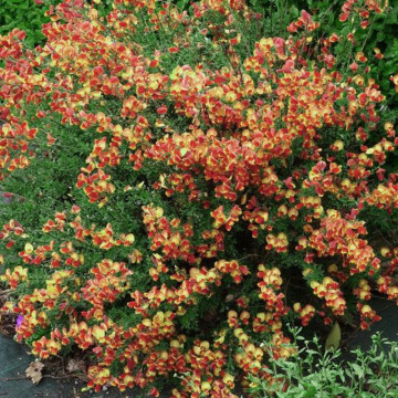 Maturica (Cytisus Goldfinch), arbust ornamental, gradina japoneza, flori galben, roz - Img 4
