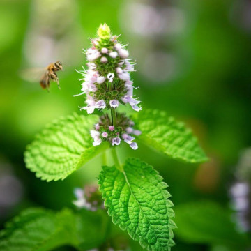 Melisa (Melissa officinalis), planta perena, planta melifera, planta aromatica
